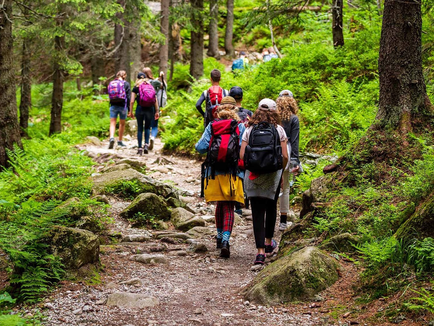 Waldtherapie: Profitieren Krebsüberlebende?