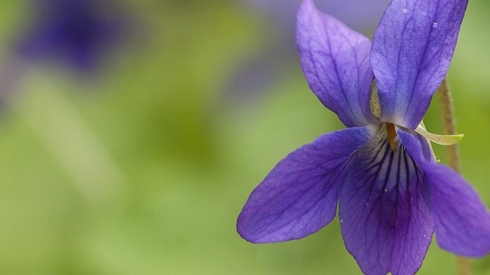 Carstens-Stiftung: Schlafstörungen – bessere Schlafqualität mit Veilchen-Öl Carstens-Stiftung: Schlafstörungen – bessere Schlafqualität mit Veilchen-Öl