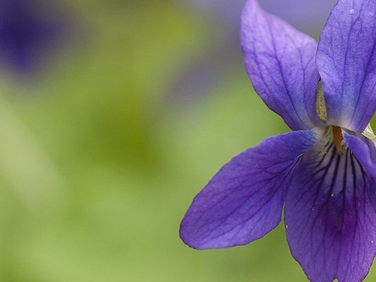 Carstens-Stiftung: Schlafstörungen – bessere Schlafqualität mit Veilchen-Öl Carstens-Stiftung: Schlafstörungen – bessere Schlafqualität mit Veilchen-Öl