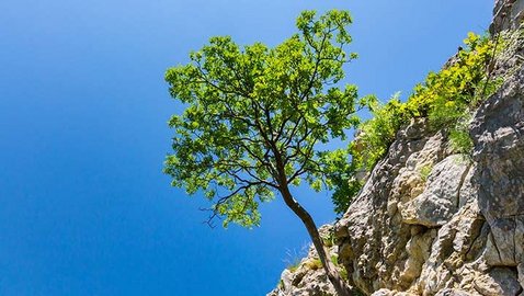 Integrative Medizin und ihre Rolle in der Pandemie (Resilienz)