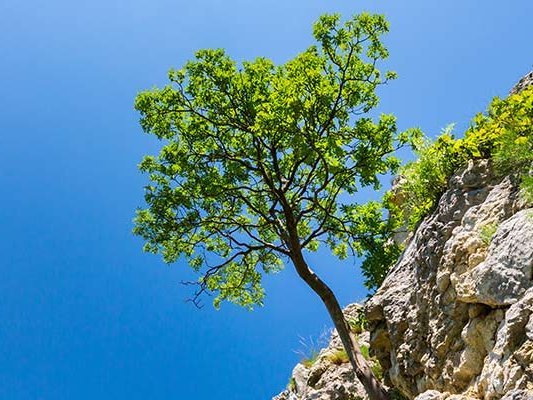 Integrative Medizin und ihre Rolle in der Pandemie (Resilienz) Integrative Medizin und ihre Rolle in der Pandemie (Resilienz)