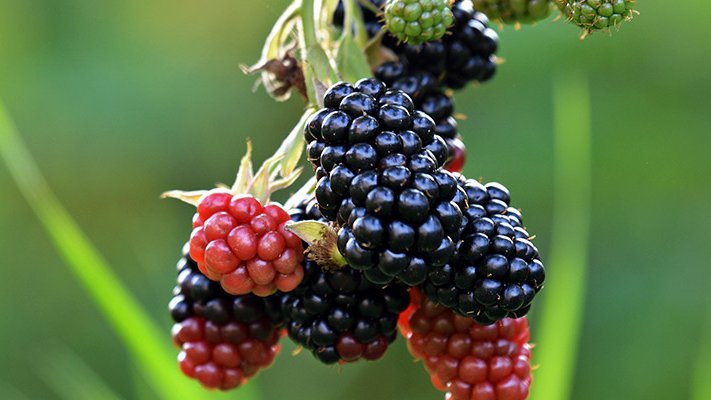 Schwarze Himbeeren - Frühjahrsputz für die Gefäße