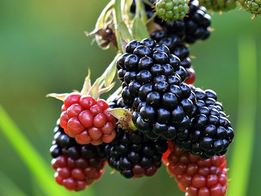 Schwarze Himbeeren - Frühjahrsputz für die Gefäße