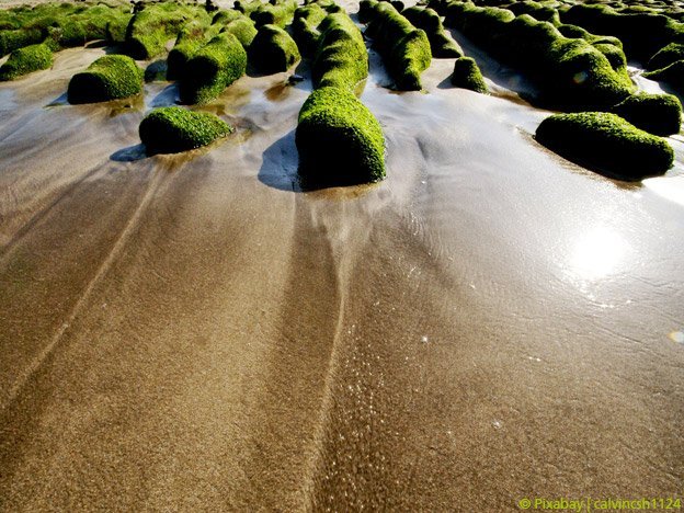 Grünalgen gegen Krebs Grünalgen gegen Krebs