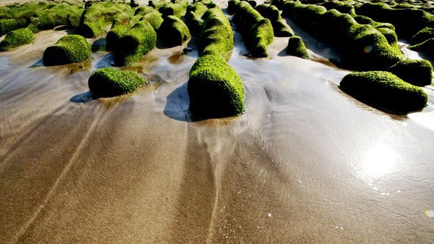 Grünalgen gegen Krebs Grünalgen gegen Krebs