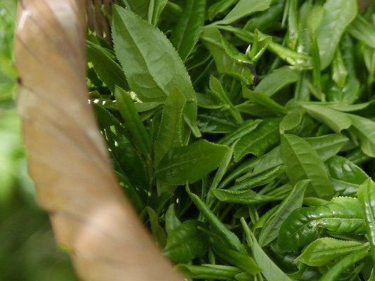 Carstens-Stiftung: Grüner Tee gegen Hepatitis C