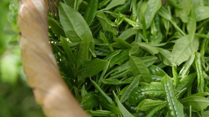 Carstens-Stiftung: Grüner Tee gegen Hepatitis C