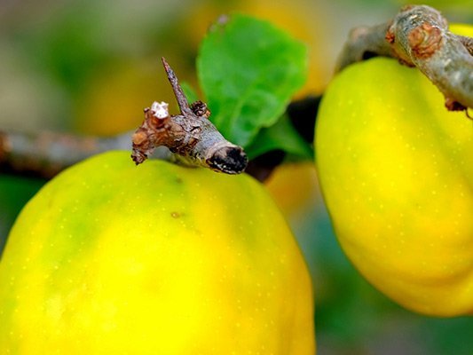 Carstens-Stiftung: Gar nicht übel: Quittensirup bei Schwangerschaftsübelkeit Carstens-Stiftung: Gar nicht übel: Quittensirup bei Schwangerschaftsübelkeit