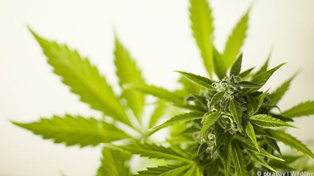 Carstens-Stiftung: Cannabis als Medizin: Worauf sollte ich achten? Dr. Christian Kessler im Interview Carstens-Stiftung: Cannabis als Medizin: Worauf sollte ich achten? Dr. Christian Kessler im Interview