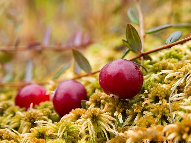 Carstens-Stiftung: Moosbeeren gegen Bakterien Carstens-Stiftung: Moosbeeren gegen Bakterien