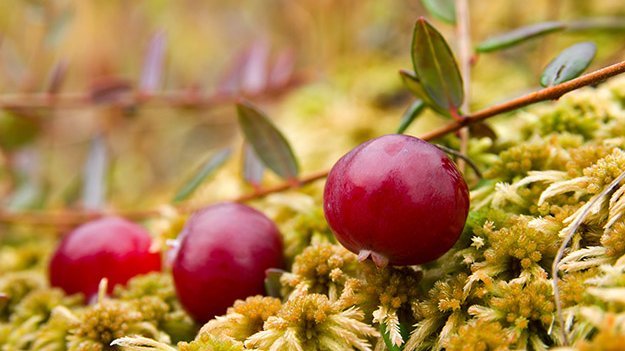Carstens-Stiftung: Moosbeeren gegen Bakterien Carstens-Stiftung: Moosbeeren gegen Bakterien