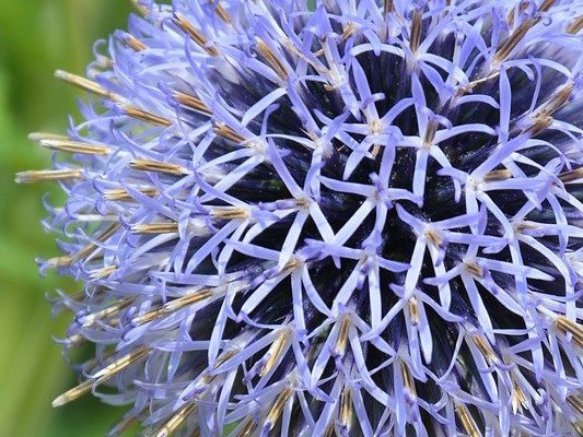 Carstens-Stiftung: Gebärmutterhalsentzündung natürlich behandeln?