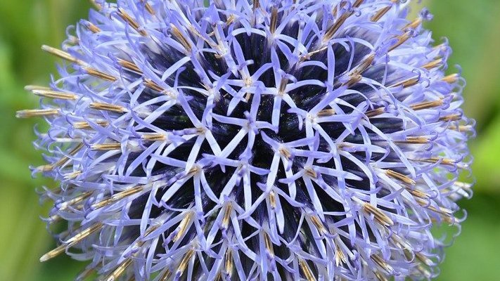 Carstens-Stiftung: Gebärmutterhalsentzündung natürlich behandeln?