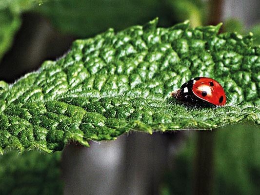 Pfefferminztee: Senkt er wirklich den Androgenspiegel beim Polyzystischen Ovarialsyndrom? Pfefferminztee: Senkt er wirklich den Androgenspiegel beim Polyzystischen Ovarialsyndrom?