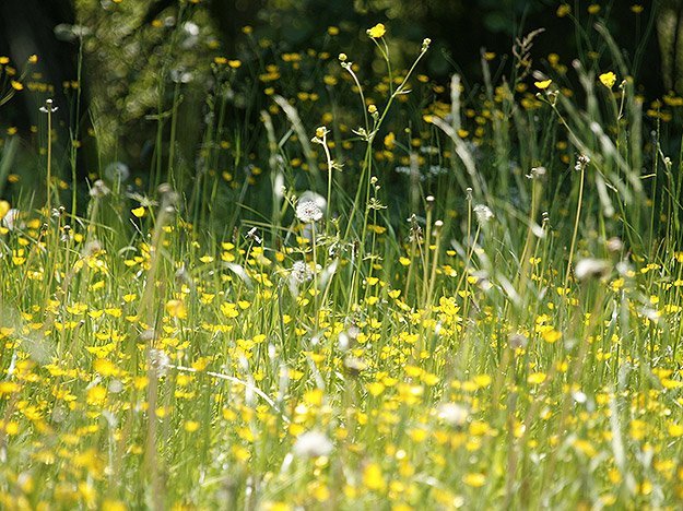 Homöopathie bei Heuschnupfen Homöopathie bei Heuschnupfen