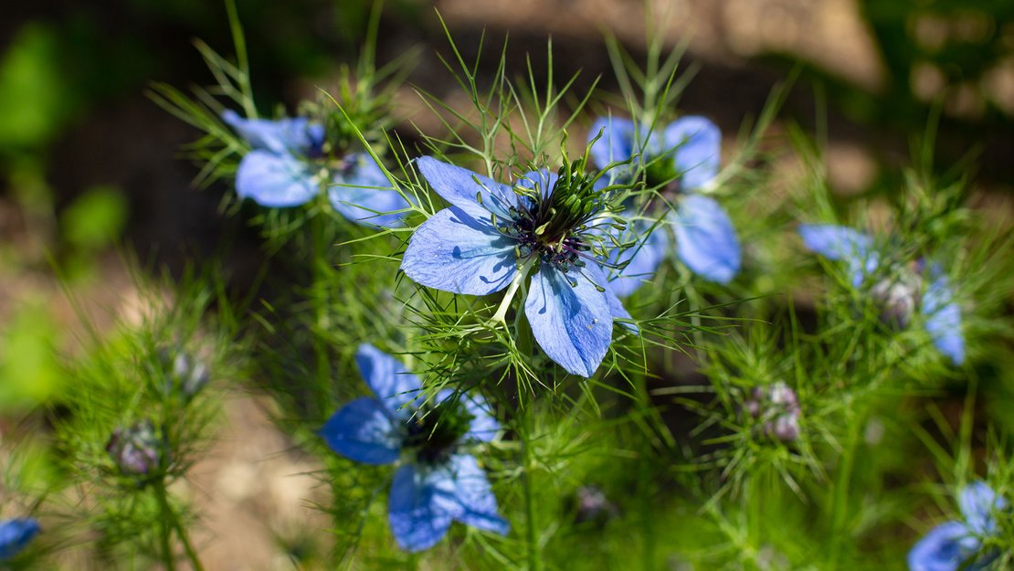 Schwarzkümmelöl hilft entzündeten Gelenken