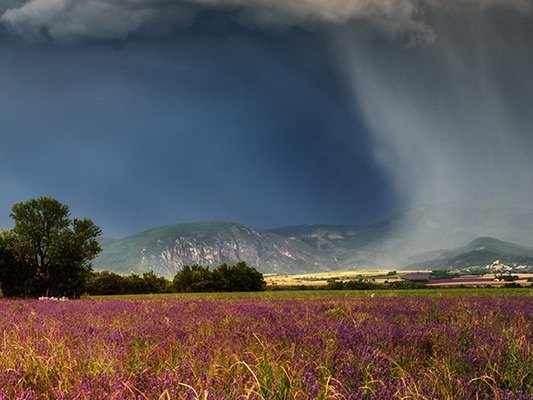 Angst als Problem – Lavendel Teil der Lösung?