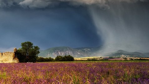 Angst als Problem – Lavendel Teil der Lösung?