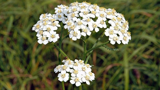 Carstens-Stiftung: Multiple Sklerose: Weniger Schübe mit Schafgarbe Carstens-Stiftung: Multiple Sklerose: Weniger Schübe mit Schafgarbe