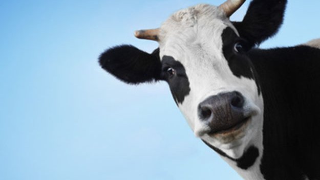 Carstens-Stiftung: Homöopathie in der Veterinärmedizin: Zeckenvorsorge beim Rind