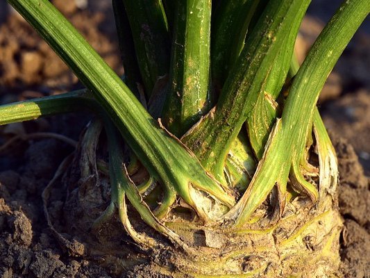 Selleriesamen gegen Parkinson