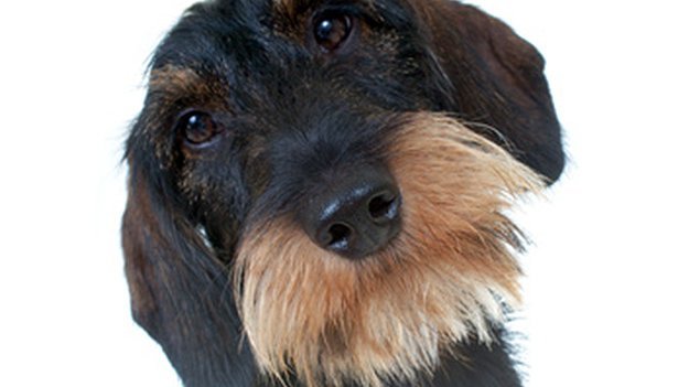 Können Hunde Migräneanfälle erahnen? Carstens-Stiftung: Können Hunde Migräneanfälle erahnen?