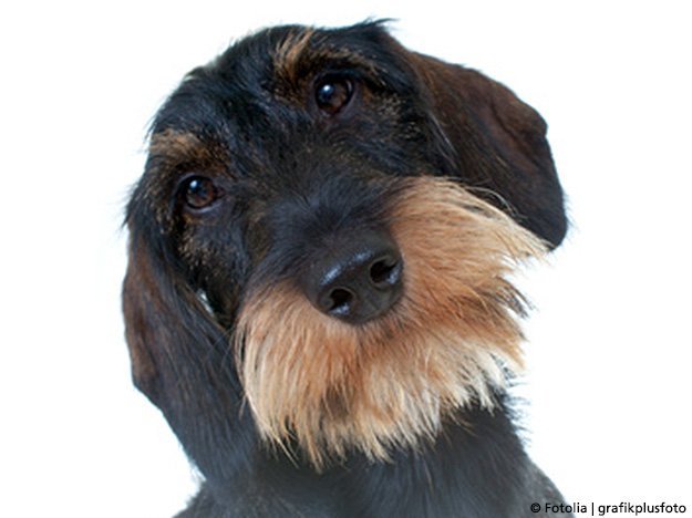 Können Hunde Migräneanfälle erahnen? Carstens-Stiftung: Können Hunde Migräneanfälle erahnen?