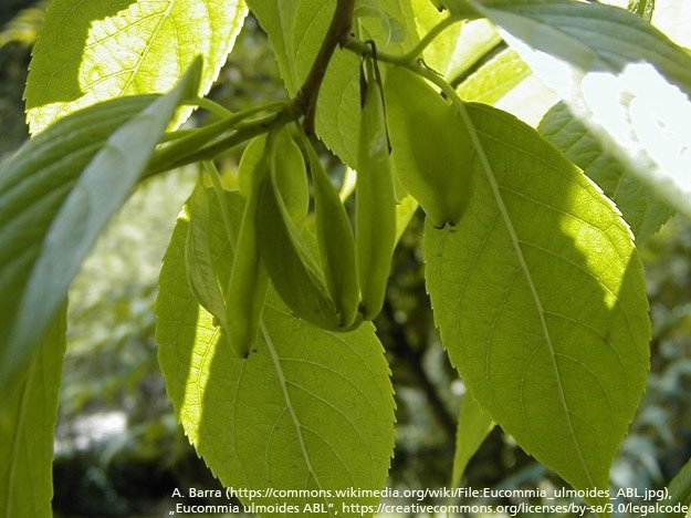 Elastische Gefäße auf natürliche Art?