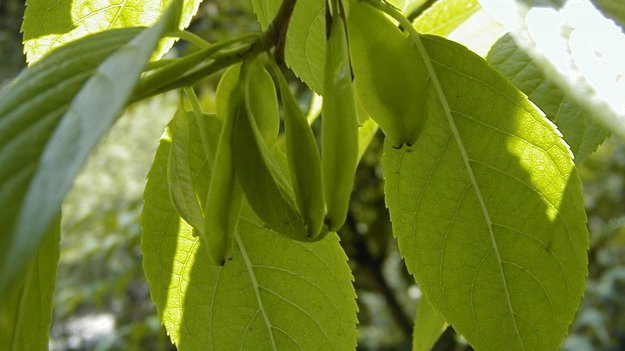 Hat die Gummiulme eine blutdrucksenkende Wirkung? Elastische Gefäße auf natürliche Art?