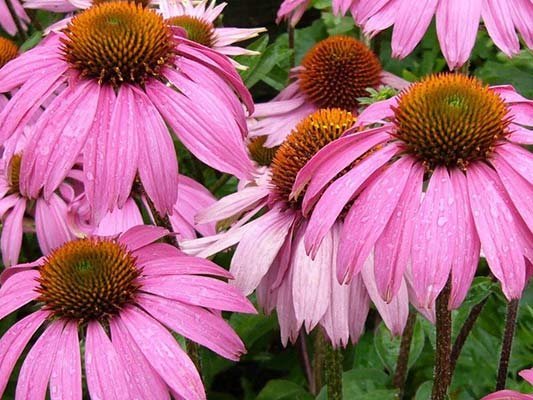 Carstens-Stiftung: Die Behandlung von Erkältungen mit Echinacea Carstens-Stiftung: Die Behandlung von Erkältungen mit Echinacea