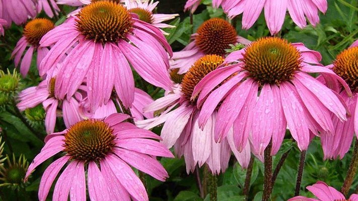 Carstens-Stiftung: Die Behandlung von Erkältungen mit Echinacea Carstens-Stiftung: Die Behandlung von Erkältungen mit Echinacea