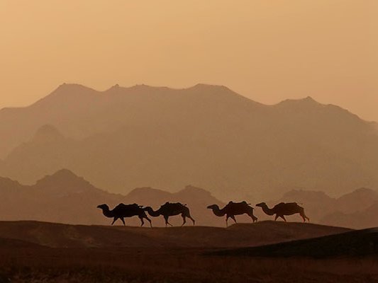 Ein Blutverdünner aus der Wüste