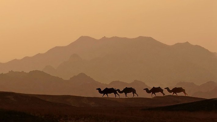 Ein Blutverdünner aus der Wüste