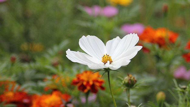Pflanzen gehen zu Herzen Carstens-Stiftung: Pflanzen gehen zu Herzen