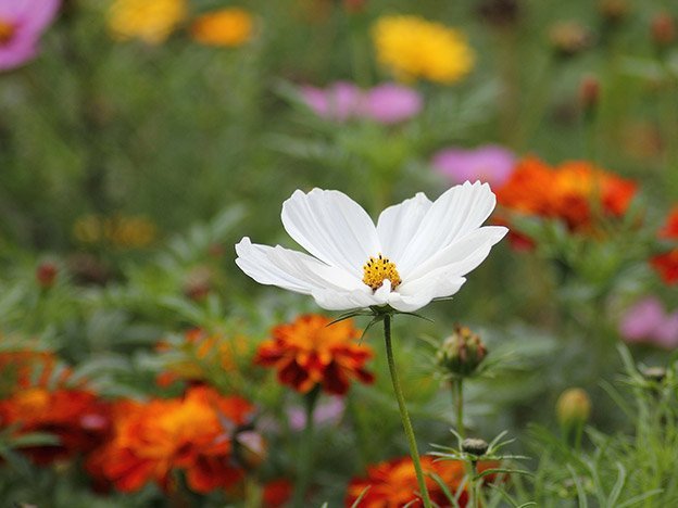 Pflanzen gehen zu Herzen Carstens-Stiftung: Pflanzen gehen zu Herzen