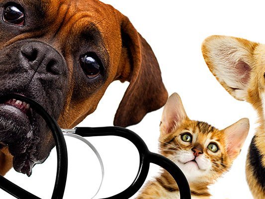 Carstens-Stiftung: Top 10 Homöopathie für Hund und Katze Carstens-Stiftung: Top 10 Homöopathie für Hund und Katze