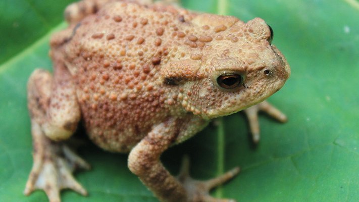 Mit voller Immunkraft gegen Warzen? Mit voller Immunkraft gegen Warzen?
