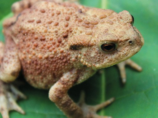 Mit voller Immunkraft gegen Warzen? Mit voller Immunkraft gegen Warzen?