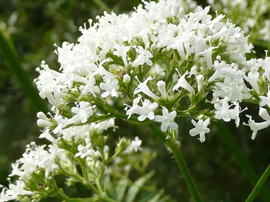 Raus aus der Zwangsstörung mit Baldrian?