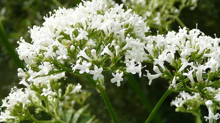 Raus aus der Zwangsstörung mit Baldrian?