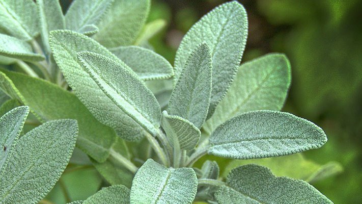 Pflanzliche Hilfe gegen das Vergessen Richtiger Salbei bei Demenz (Pflanzenheilkunde)