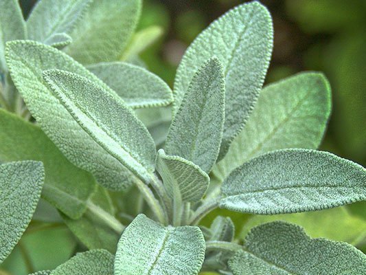 Richtiger Salbei bei Demenz (Pflanzenheilkunde)