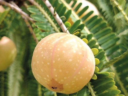 Carstens-Stiftung: Pflanzlicher Säurehemmer lindert Reflux-Beschwerden Carstens-Stiftung: Pflanzlicher Säurehemmer lindert Reflux-Beschwerden