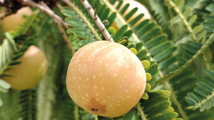 Carstens-Stiftung: Pflanzlicher Säurehemmer lindert Reflux-Beschwerden Carstens-Stiftung: Pflanzlicher Säurehemmer lindert Reflux-Beschwerden