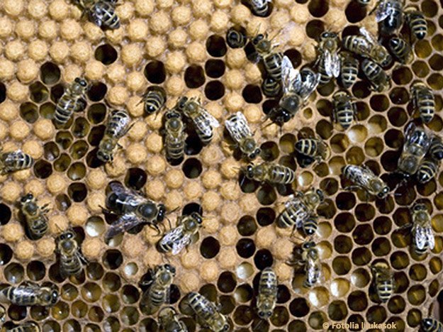 Carstens-Stiftung: Honig plus Kaffee bei hartnäckigem Husten