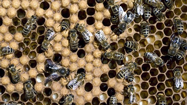 Honig plus Kaffee bei hartnäckigem Husten Carstens-Stiftung: Honig plus Kaffee bei hartnäckigem Husten