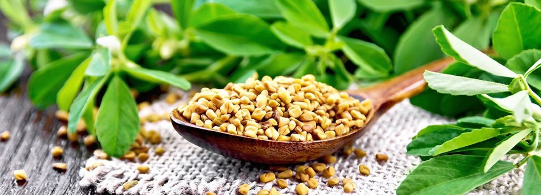 Bockshornklee gegen den Schmerz