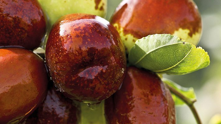 Chinesischer Jujube bei erhöhtem Blutzucker und Cholesterin Chinesischer Jujube bei erhöhtem Blutzucker und Cholesterin