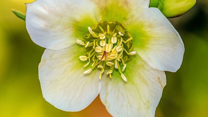 Christrose bei Krebs