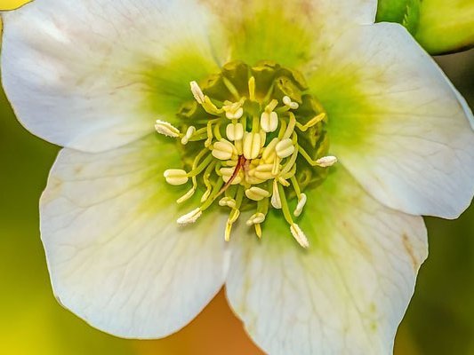 Christrose bei Krebs